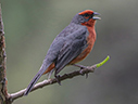 Cochabamba Mountain-Finch - courtesy Cesar Bollaty Cochabamba Mountain-Finch - courtesy Cesar Bollaty
