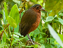Giant Antpitta - © Laura L Fellows and Exotic Birding LLC Giant Antpitta - © Laura L Fellows and Exotic Birding LLC