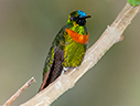 Gould's Jewelfront - © James F Wittenberger and Exotic Birding LLC Gould's Jewelfront - © James F Wittenberger and Exotic Birding LLC