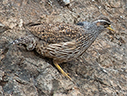 Hartlaub's Spurfowl - © James F Wittenberger and Exotic Birding LLC Hartlaub's Spurfowl - © James F Wittenberger and Exotic Birding LLC