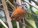 Inca Wren - © James F Wittenberger and Exotic Birding LLC Inca Wren - © James F Wittenberger and Exotic Birding LLC