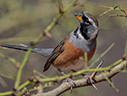 Many-colored Chaco Finch - courtesy Cesar Bollaty Many-colored Chaco Finch - courtesy Cesar Bollaty
