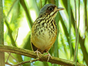 Masked Antpitta - courtesy Cesar Bollaty Masked Antpitta - courtesy Cesar Bollaty