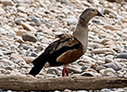 Orinoco Goose - © James F Wittenberger and Exotic Birding LLC Orinoco Goose - © James F Wittenberger and Exotic Birding LLC