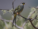 Palkachupa Cotinga - courtesy Cesar Bollaty Palkachupa Cotinga - courtesy Cesar Bollaty