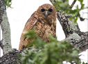 Pel's Fishing-Owl - © James F Wittenberger and Exotic Birding LLC Pel's Fishing-Owl - © James F Wittenberger and Exotic Birding LLC