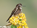 Purple-backed Sunbeam - © James F Wittenberger and Exotic Birding LLC Purple-backed Sunbeam - © James F Wittenberger and Exotic Birding LLC