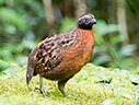 Rufous-breasted Wood-Quail - © James F Wittenberger and Exotic Birding LLC Rufous-breasted Wood-Quail - © James F Wittenberger and Exotic Birding LLC
