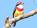 Scarlet-banded Barbet - © James F Wittenberger and Exotic Birding LLC Scarlet-banded Barbet - © James F Wittenberger and Exotic Birding LLC