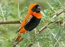 Southern Red Bishop - © James F Wittenberger and Exotic Birding LLC Southern Red Bishop - © James F Wittenberger and Exotic Birding LLC