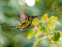 Sword-billed Hummingbird - © James F Wittenberger and Exotic Birding LLC Sword-billed Hummingbird - © James F Wittenberger and Exotic Birding LLC
