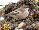White-winged Cinclodes - © James F Wittenberger and Exotic Birding LLC White-winged Cinclodes - © James F Wittenberger and Exotic Birding LLC